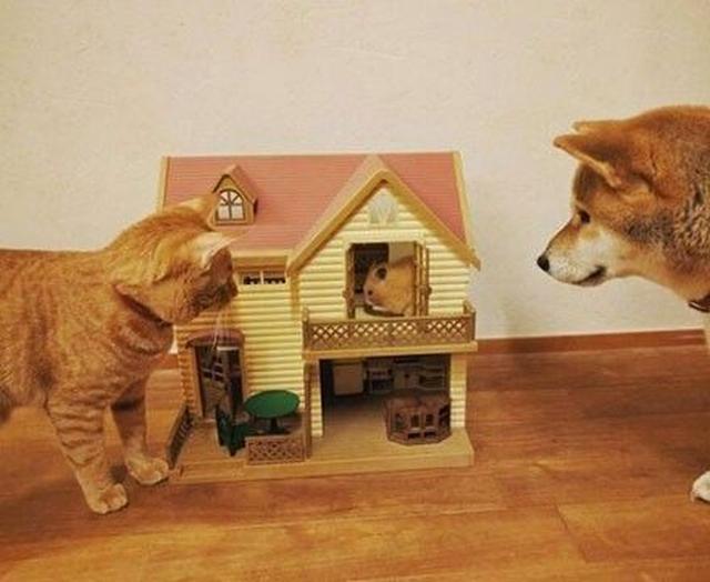 网友家养了一只橘猫和柴柴,结果后面多了一只