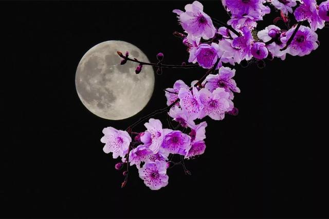 【音画诗赏】春江花月夜,美到你心窝!