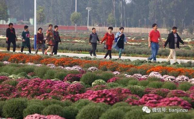 赏美菊,品小吃,看演出宝坻大口屯第二届菊花节看点真不少