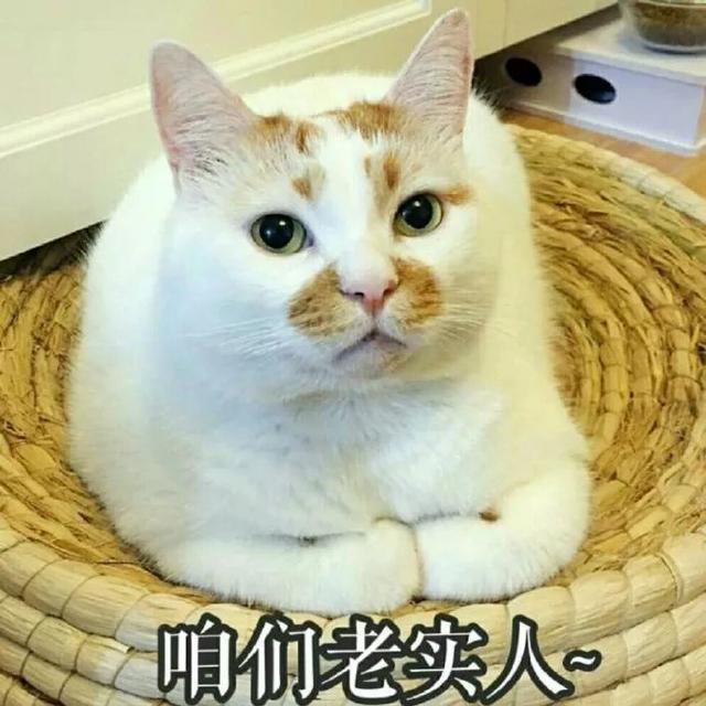 日常吸猫!净化灵魂!