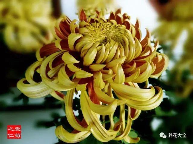全球最美100款中华菊,简直挪不动眼!