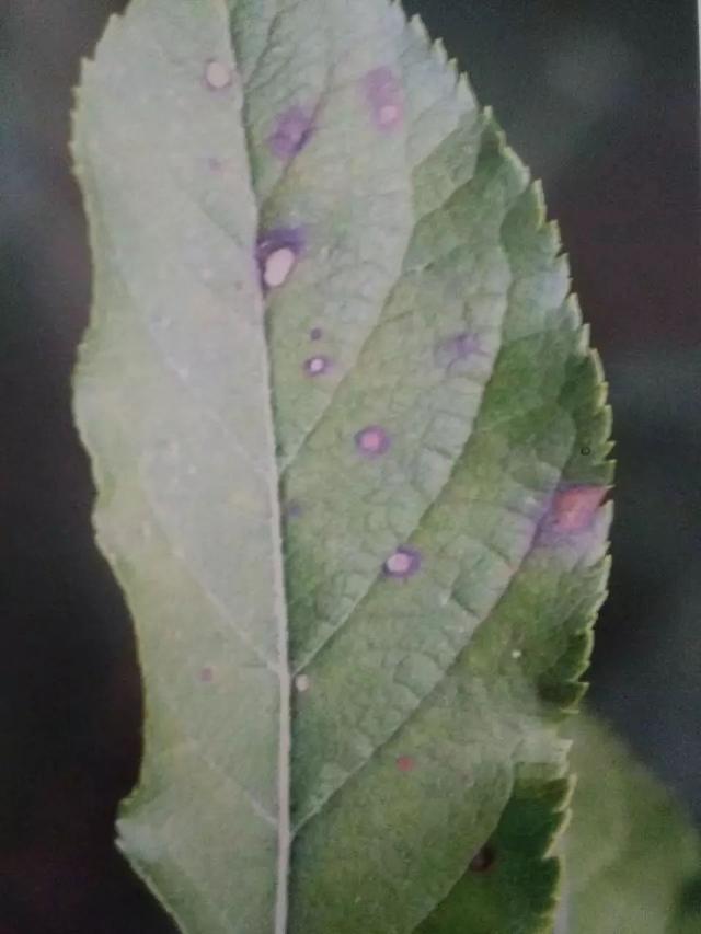 叶片染病刚开始出现黄绿色至褐色边缘清晰的圆斑,病斑与健部交界处呈