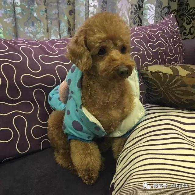这只泰迪像一坨肉松,超搞笑可爱!