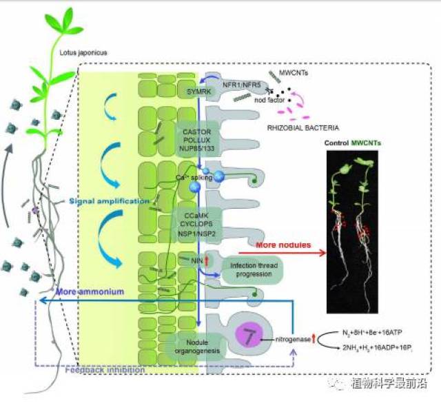 nanoscale|纳米材料促进生物固氮研究取得重要进展   