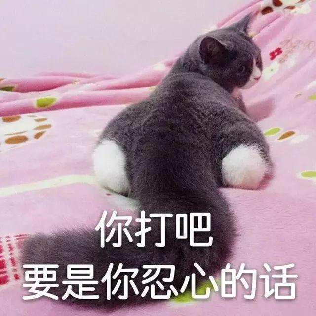 萌猫表情包丨你舍得打我吗?