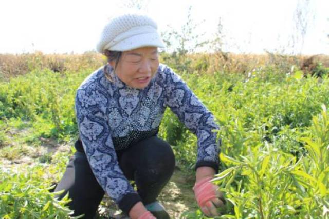 "大忙人"邱玉芬带领农村妇女踏上致富路