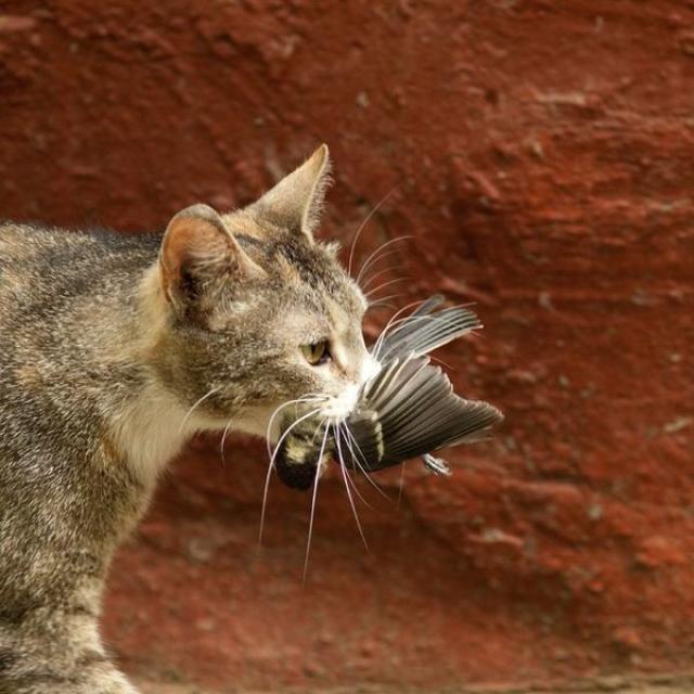[澳洲 猫日均捕杀鸟的数量超过100万