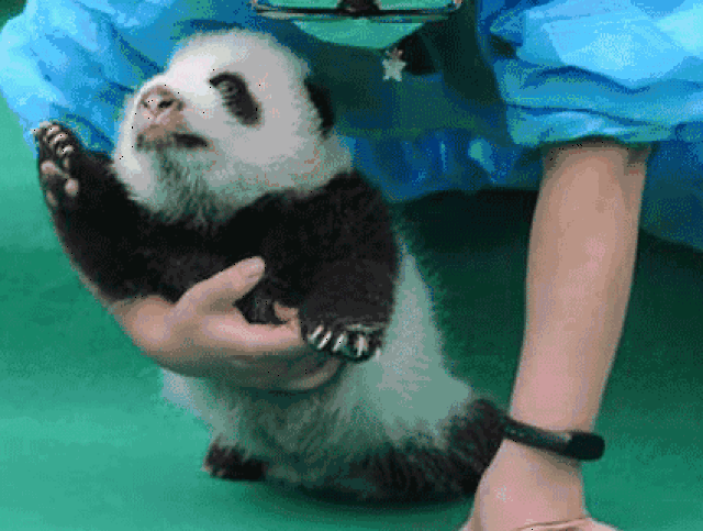 成都新生熊猫天团集体出镜!这可能是今年最萌的一条推送