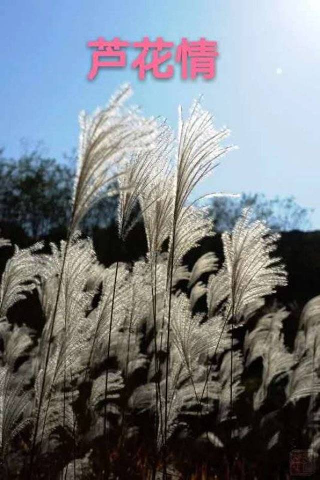 题一:看图题诗 题二《留守 芦花 曲则全(山西)