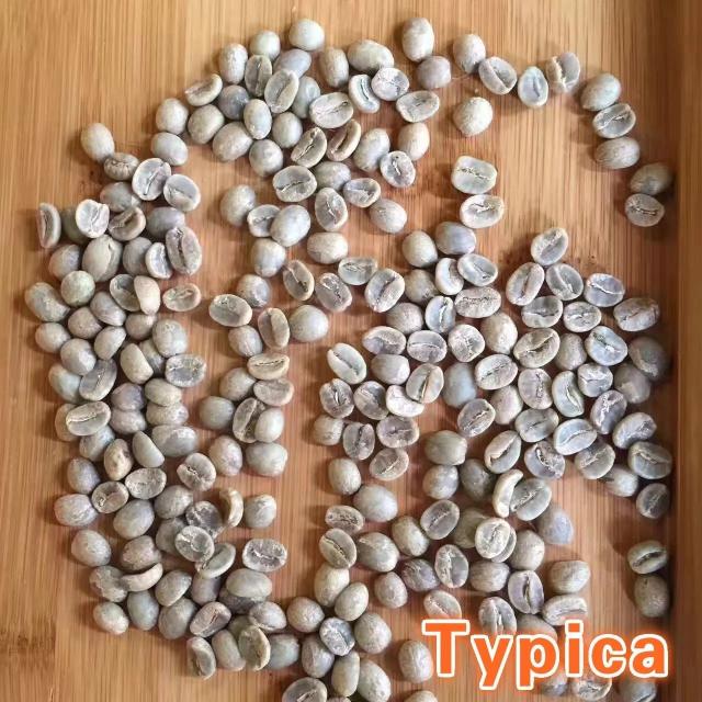 typica专题蓝山云南天堂鸟风味对比咖啡工房研习课室
