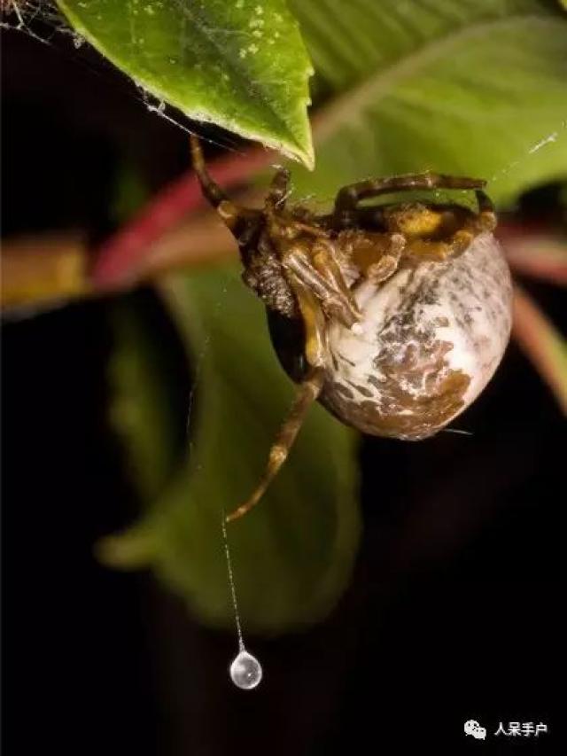 流星锤蜘蛛是蛛形纲中的一朵奇葩,它的相貌并不出众,甚至有些丑陋,可