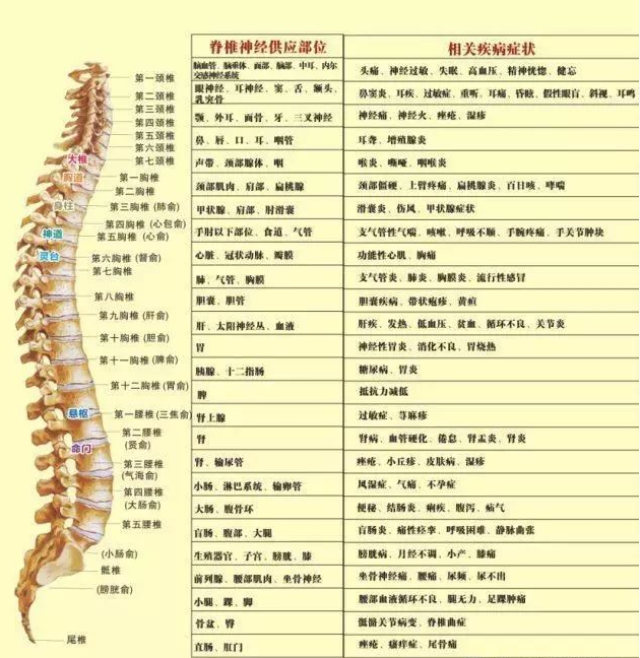 神经是从椎体间的空隙发出来,一旦脊柱某部位发生的异常变化(椎体错位