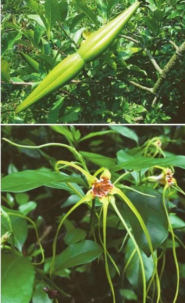 10月8日 | 羊角拗 · 深圳植物日历