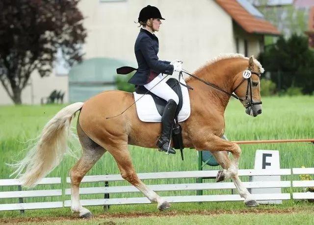 【知马】小个子的全能选手——哈福林格马haflinger