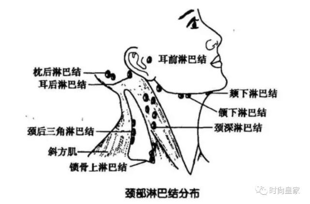 颈部淋巴位置