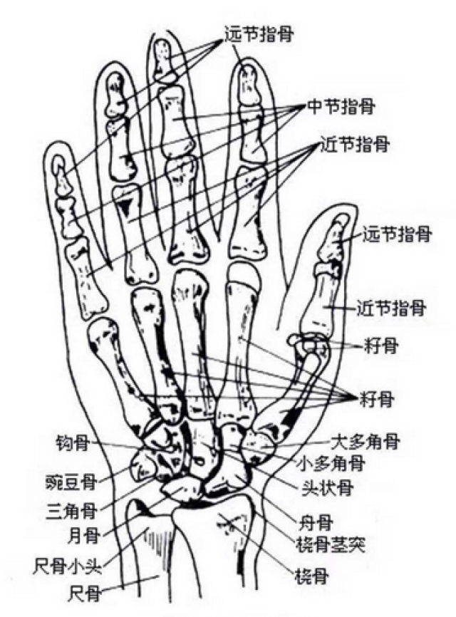 龙艺画室 老师教大家认识手的骨骼结构: 二,手由紧密排列的8块腕骨,5