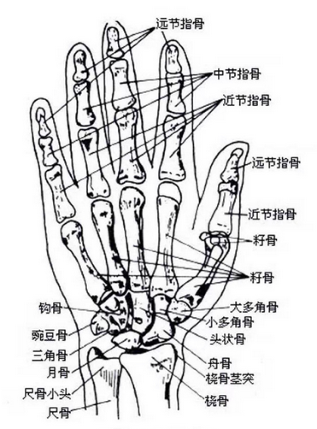 5块长形的掌骨和14块指骨构成,整只手共有27块骨骼,16个关节