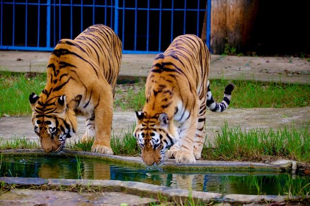 是中国华中地区最大的老虎繁育生存基地. 我很烦.