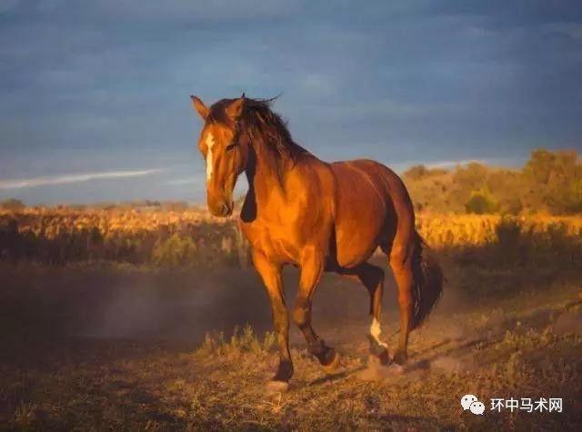 【文化】"horse sense"可不是"马的感觉",别搞错了!