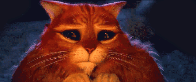 壁纸 动物 猫 猫咪 小猫 桌面 500_211 gif 动态图 动图