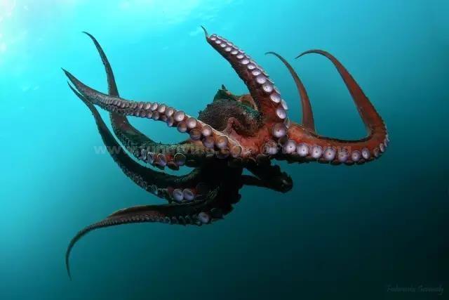 生物学家们 这事听起来有点恐怖,人们看到章鱼正在进行自体吞噬