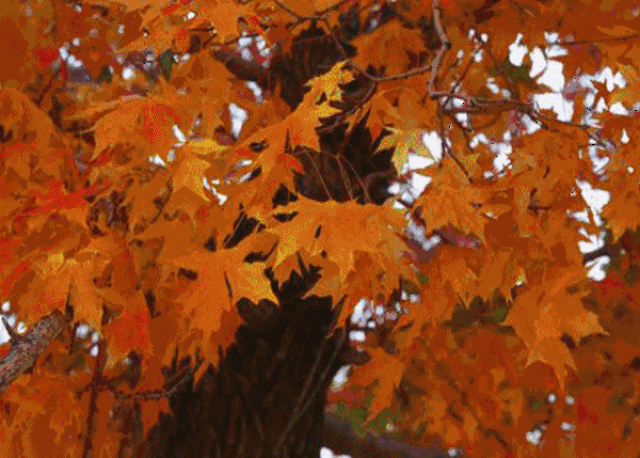 壁纸 枫叶 红枫 绿色 绿叶 树 树叶 植物 桌面 600_429 gif 动态图 动