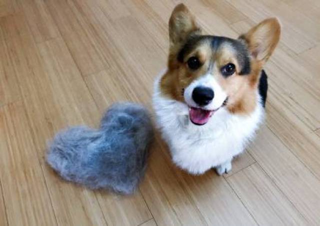卡迪根威尔士柯基犬 身体更长嘴部更尖 一般不会断尾 作为牧牛犬的
