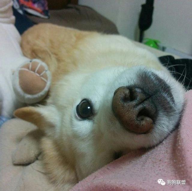 只要睡在上面,就可以变成乖狗狗罗