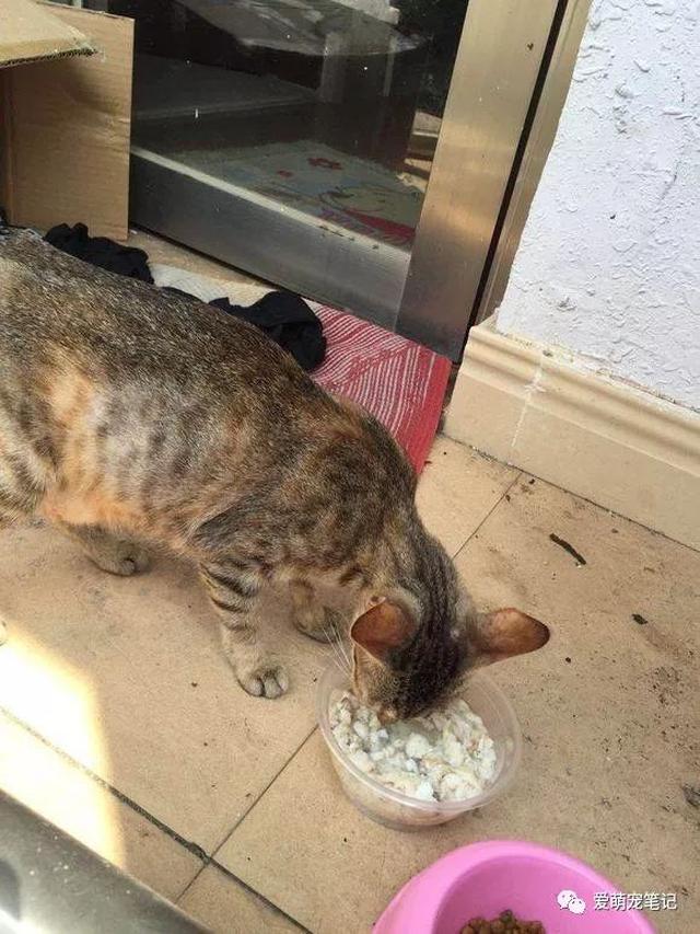 一女子救下因主人搬家抛弃的临产猫咪,结果猫咪给她带来个大惊喜