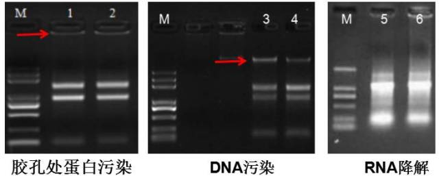 下面是两组不同质量的rna电泳图示例.