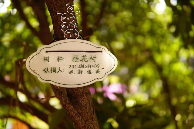 秋意浓,桂枝香(内附超萌桂花表情包/ω)