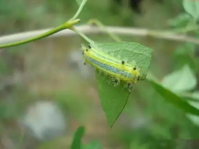 老熟幼虫体长48-53毫米;头赤褐色,两颊有黑斑,静止时常缩于前胸盾下