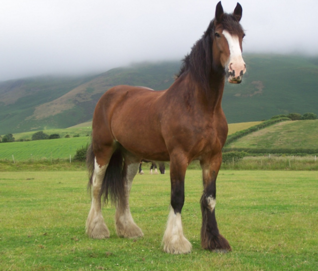 世界上最名贵漂亮的马