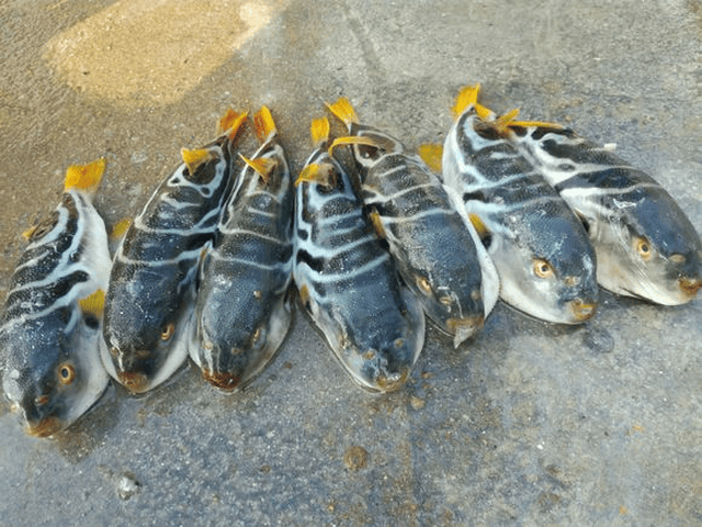 海钓黑皮鱼,四齿人脸模样,钢丝都能咬断,有人说是河豚