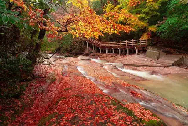 最佳观景时间:10月底-11月初 地址:巴中市南江县光雾山镇 自驾:成都