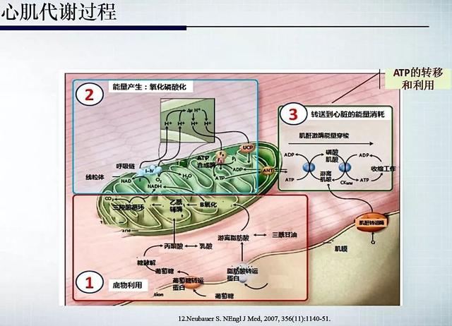 图1.心肌代谢过程