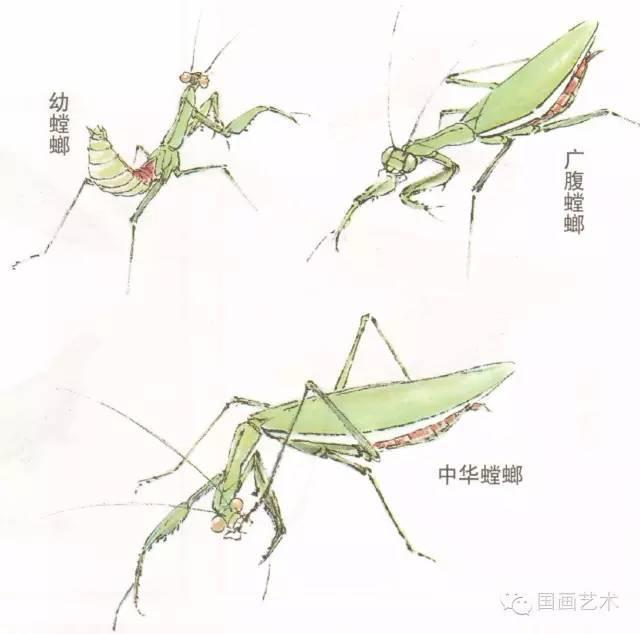 品种图例 螳螂种类很多,但入画以中华螳螂,广腹螳螂居多,因为它们身体