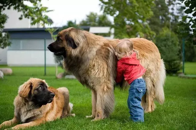 跟狼打架,稳坐世界最大犬吉尼斯记录,这只狗狗厉害了!