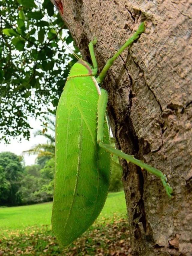 植物与昆虫的幻想生物