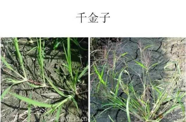 一次性认全哈密瓜地的田间杂草