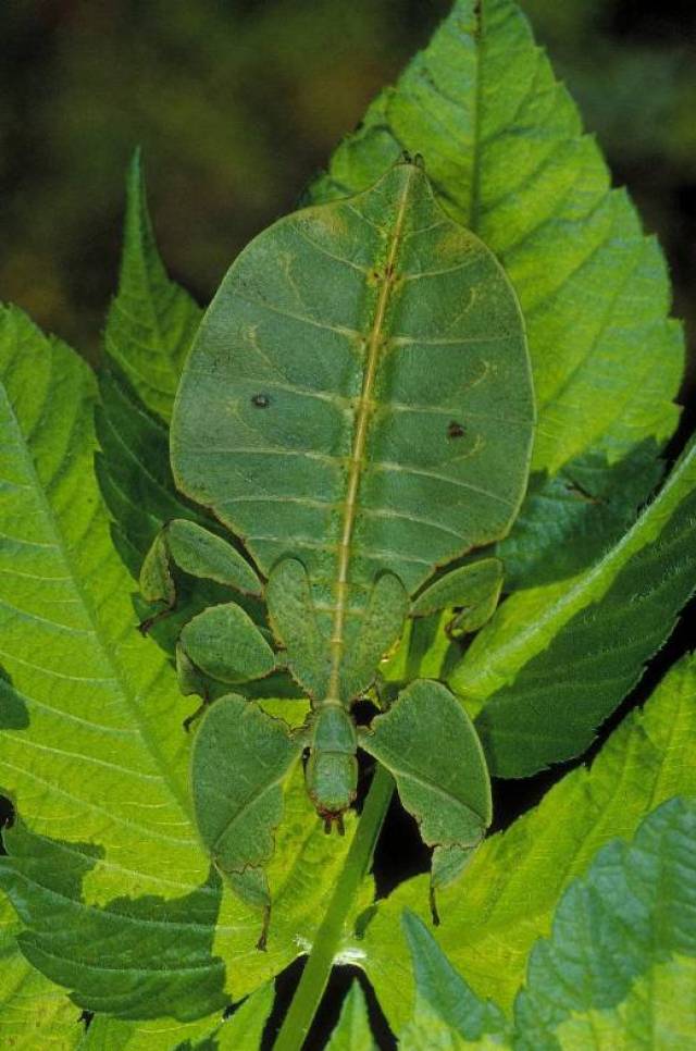 植物与昆虫的幻想生物