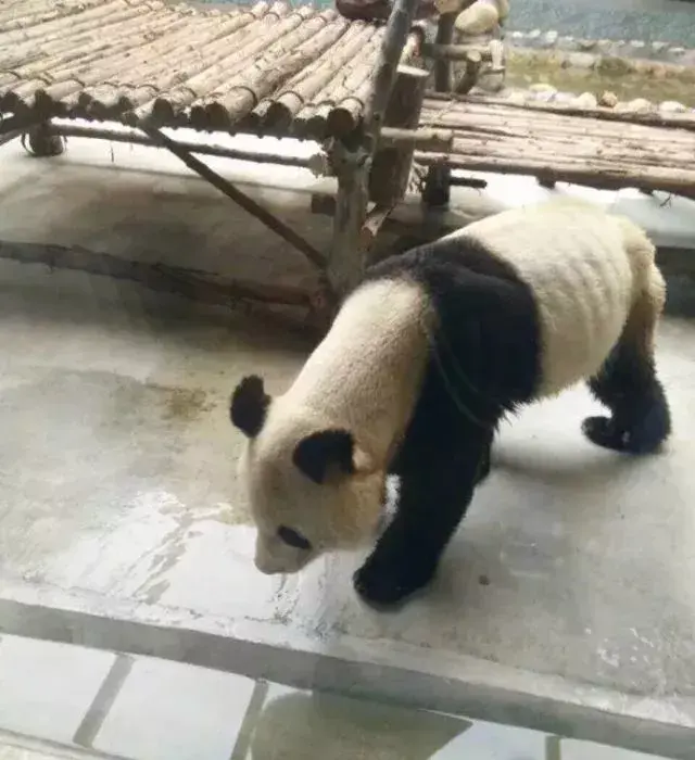 10月9日,一名网友发帖称,在西安秦岭野生动物园,一只大熊猫瘦到骨头