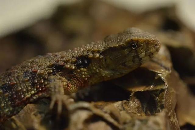 物种介绍: 瑶山鳄蜥(学名shinisaurus crocodilurus)又称雷公蛇,属独