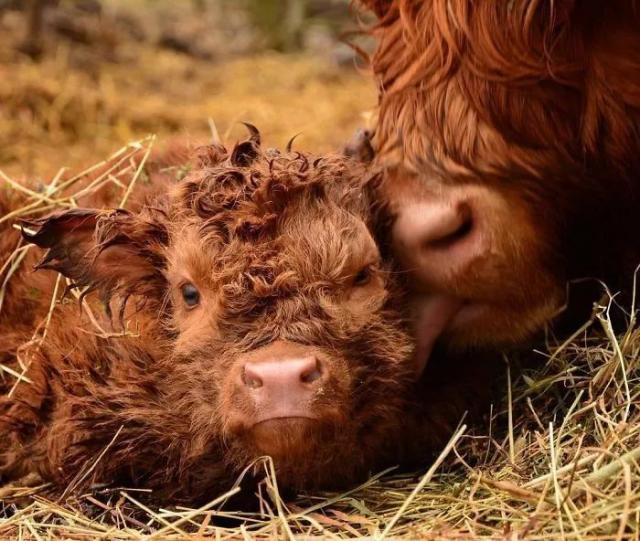 这种小牛犊子就是大名鼎鼎的苏格兰高地牛(highland cattle,也称kyloe