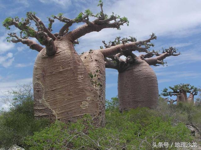 纺锤树 纺锤树原产于南美洲,别名也叫瓶子树,酒瓶树,佛肚树,萝卜树,属
