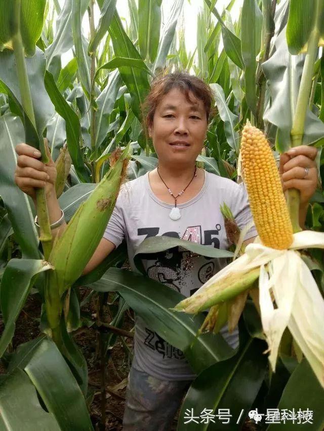 玉米稀植更高产:大棒子比你家的一个多2两,3两,增产多少呢?