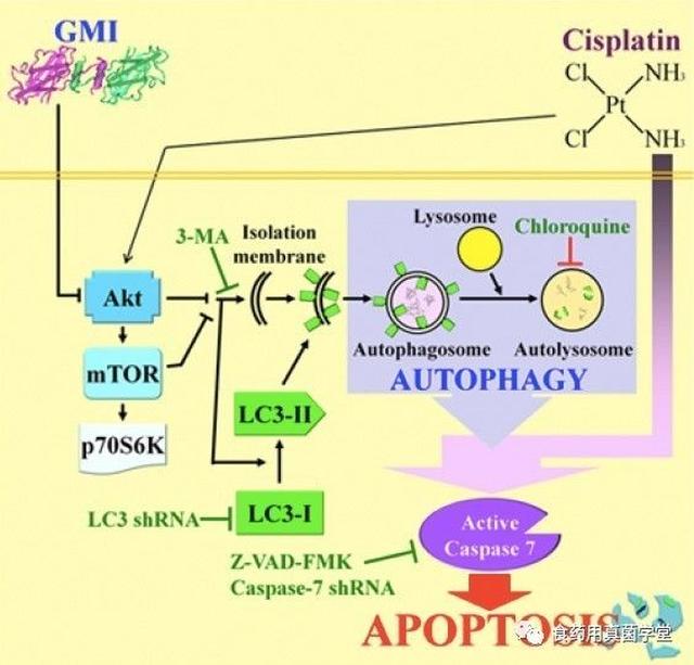 图5 「灵芝蛋白gmi 顺铂」调控肺癌细胞自噬作用的分子机制 (资料来源