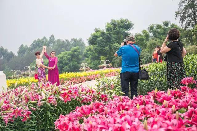 宜宾周边花海攻略门票路线全都有玫瑰百合波斯菊都开了