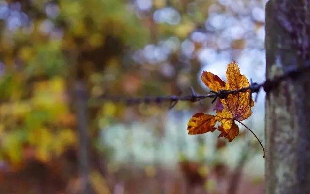 深秋寒露节气时,生活养生要关注