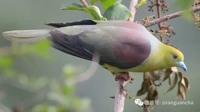 绿鸠们大集合,个个都是绿天使